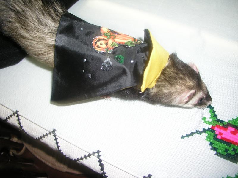 pa290274.jpg pa290274.jpg