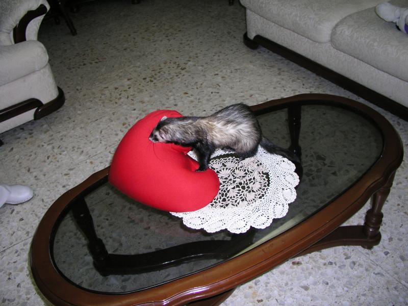 p2131680.jpg p2131680.jpg