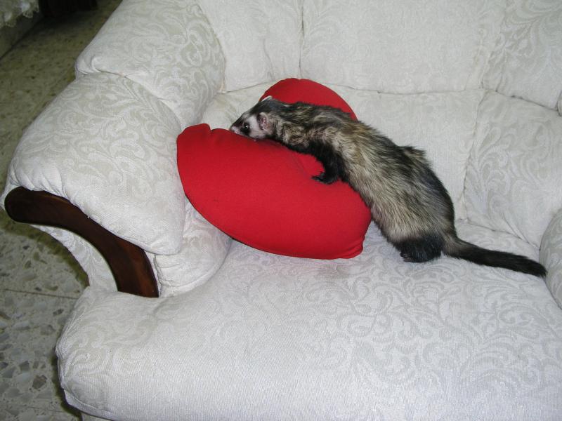 p2131690.jpg p2131690.jpg