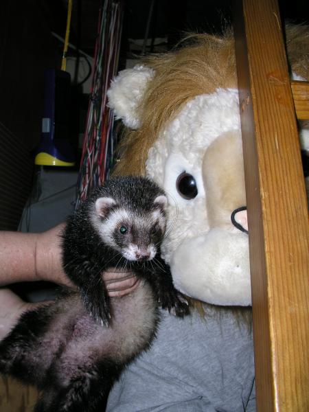 20060226-LionPlush.jpg