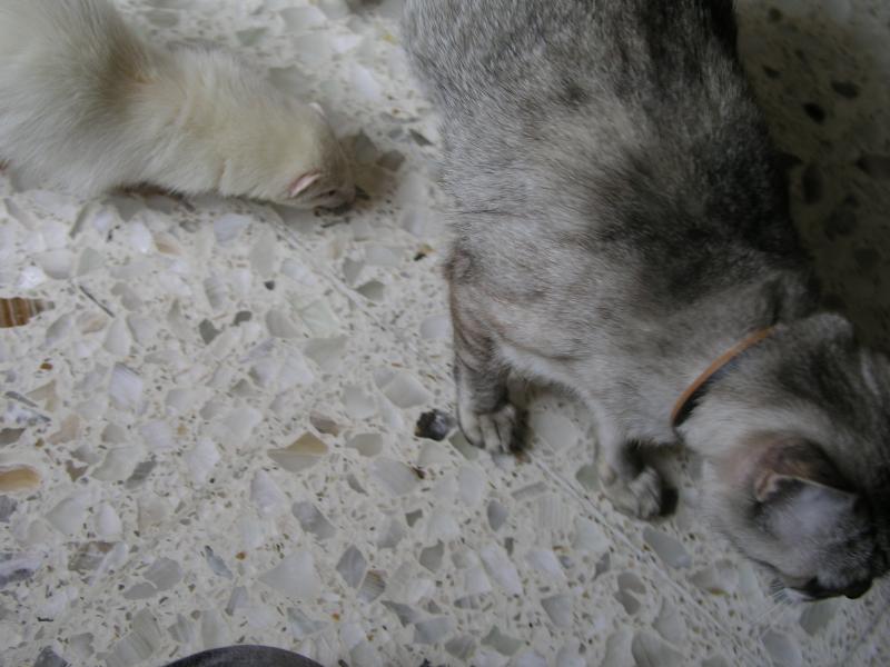 p7190042.jpg p7190042.jpg