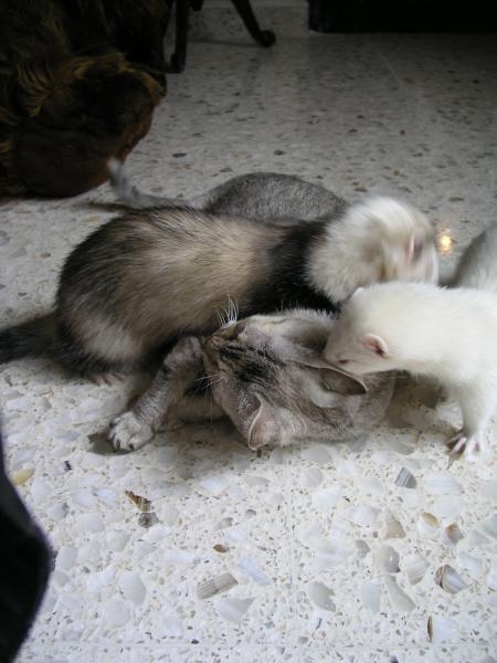 p7190056.jpg p7190056.jpg