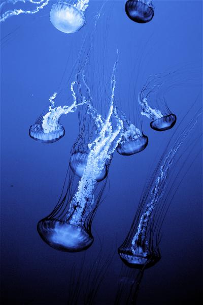 182595071_ee4a54eea7_o.jpg 182595071_ee4a54eea7_o.jpg