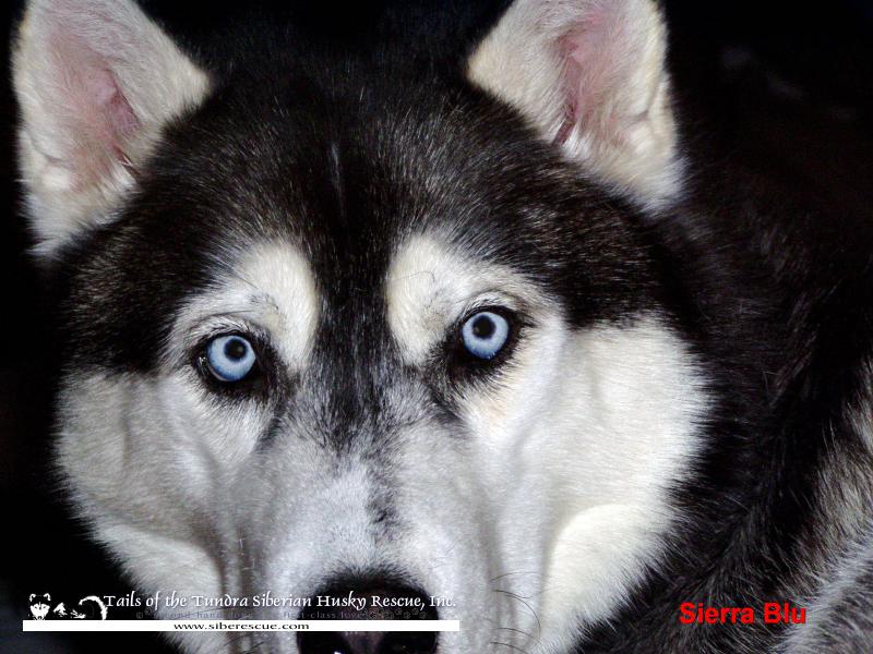 ASierraFace1600x1200.jpg ASierraFace1600x1200.jpg