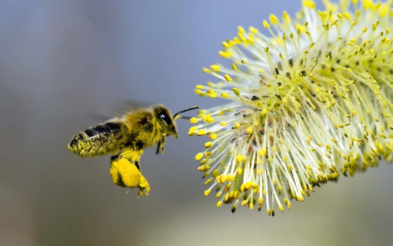 Pollen-Covered-Bee.jpg