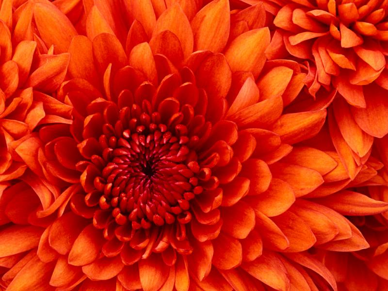 Chrysanthemum.jpg Chrysanthemum.jpg