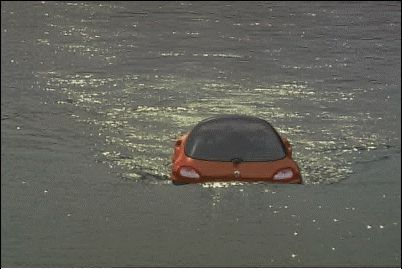 racoon5.jpg racoon5.jpg