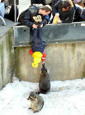 KidPettingCoonsAtZoo.jpg KidPettingCoonsAtZoo.jpg