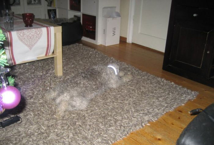 Dog camouflage.jpg