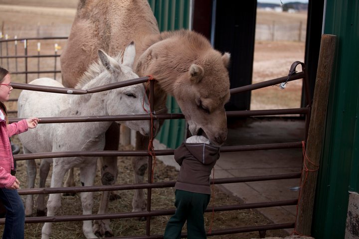 Dromedary eat kid.jpg