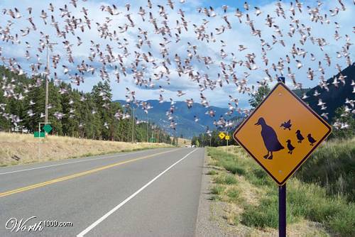 414808d1B_w.jpg 414808d1B_w.jpg