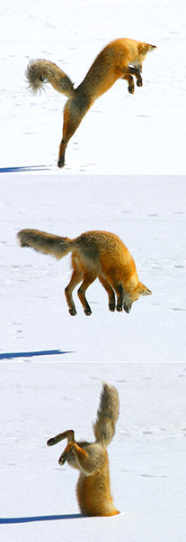 0420_fox.jpg