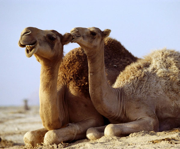0518_camel.jpg 0518_camel.jpg