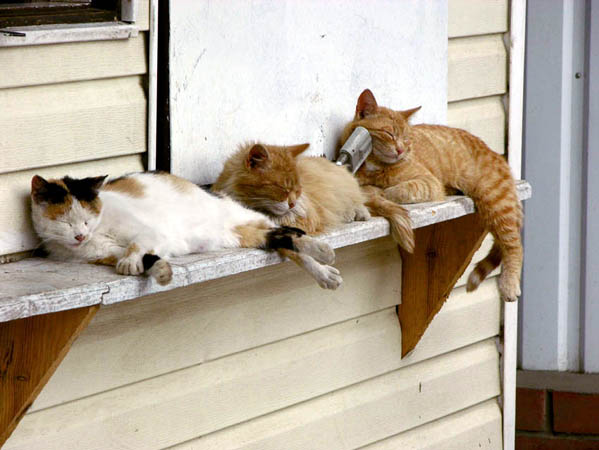 0525_cats.jpg