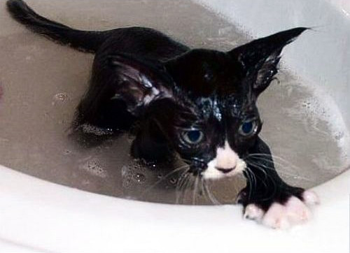 0603_cat.jpg 0603_cat.jpg