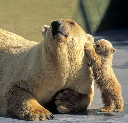 0614_bear.jpg 0614_bear.jpg