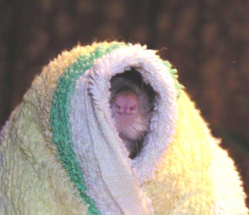 0709_mouse.jpg 0709_mouse.jpg