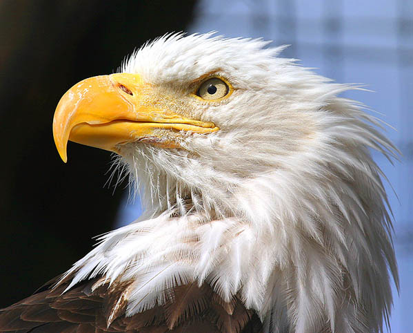 0828_eagle.jpg