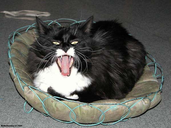 1003_cat.jpg 1003_cat.jpg