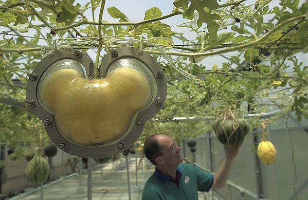 1006_frukt.jpg 1006_frukt.jpg