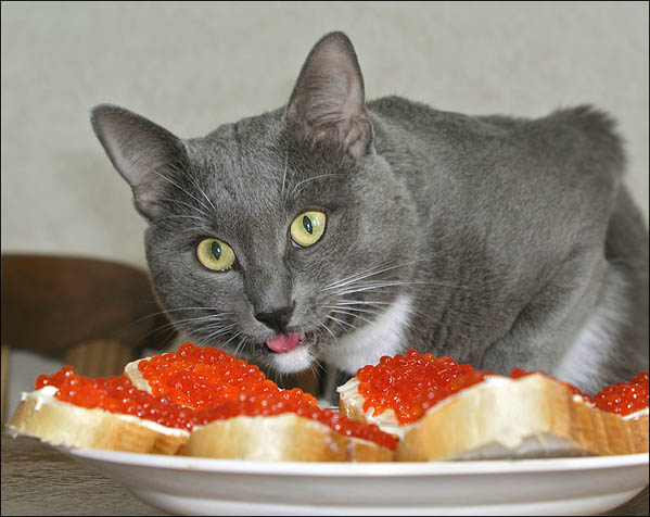 1011_cat.jpg 1011_cat.jpg