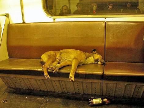 1028_dog.jpg 1028_dog.jpg