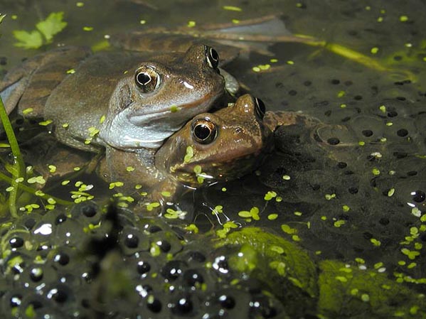 1107_frogsporn.jpg