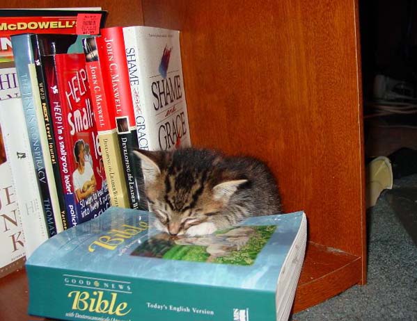 1108_cat.jpg 1108_cat.jpg