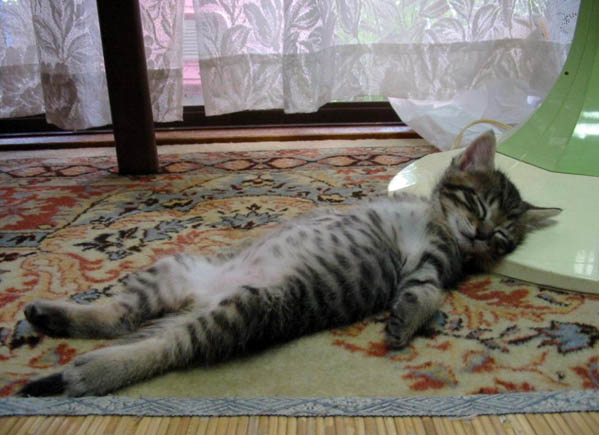 1108_cat3.jpg 1108_cat3.jpg