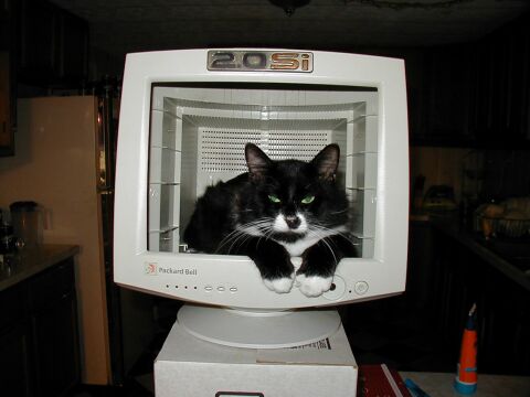 1110_catscreen.jpg 1110_catscreen.jpg