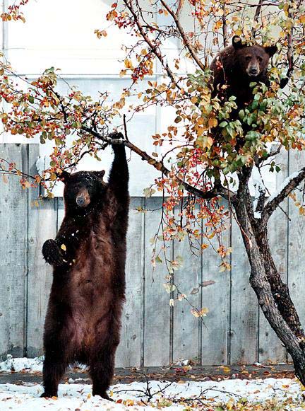 1119_bear.jpg 1119_bear.jpg