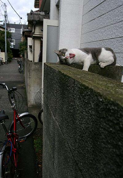 1124_crazycat.jpg