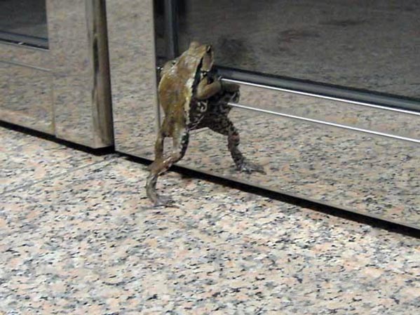 1125_frog.jpg