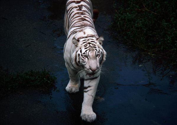 1127_tigr1.jpg 1127_tigr1.jpg