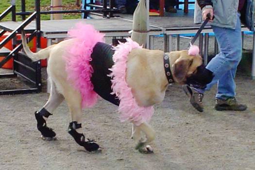 1201_dog.jpg 1201_dog.jpg