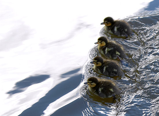 1201_ducks.jpg 1201_ducks.jpg