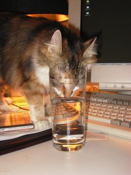 1208_kitty.jpg 1208_kitty.jpg