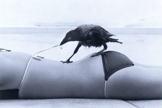 pcnaughtyBirdlarge.jpg pcnaughtyBirdlarge.jpg