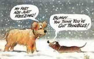 shortdogfreezing.jpg shortdogfreezing.jpg