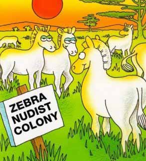 zebranudist.jpg
