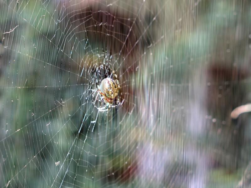 FFT-HorizontalStrip-pc030361.jpg FFT-HorizontalStrip-pc030361.jpg