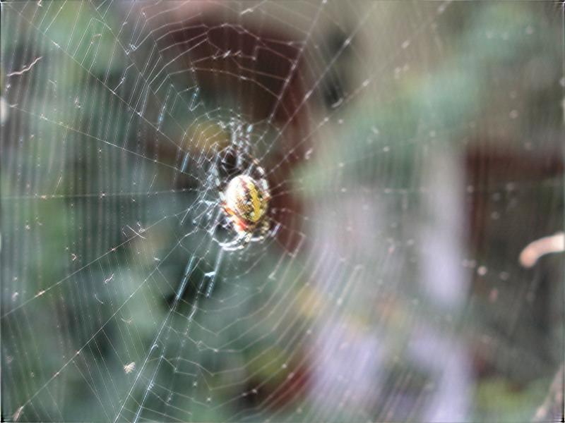 FFT-verticalHorizontalStrips-pc030361.jpg FFT-verticalHorizontalStrips-pc030361.jpg