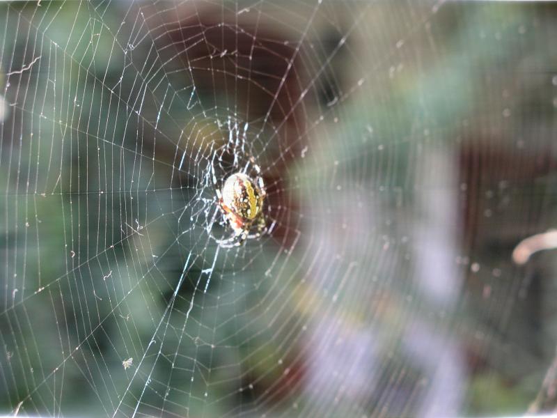 FFT-verticalStrip-pc030361.jpg FFT-verticalStrip-pc030361.jpg