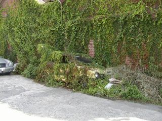 car_in_bushes.jpg car_in_bushes.jpg