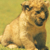 Zuri-LionCub.gif