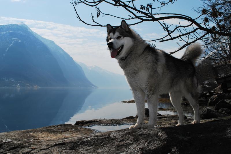 King-of-the-fjords-storeknut-2_5669505560_8df5da7d89_o.jpg King-of-the-fjords-storeknut-2_5669505560_8df5da7d89_o.jpg