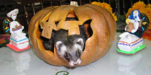 Pumpkin2005_Virgilio.jpg Pumpkin2005_Virgilio.jpg