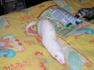 Minerva01.jpg Minerva01.jpg