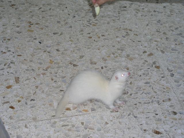 Minerva02.jpg Minerva02.jpg