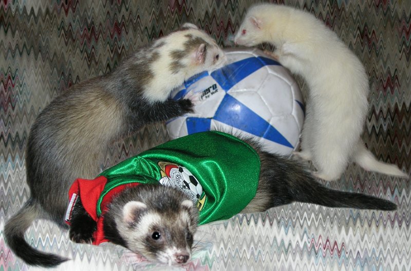 Mundial2006.jpg Mundial2006.jpg